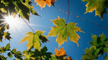 Bright Autumn Leaves Sway Gently Under a Blue Sky While Sunshine Filters Through, Marking the Beauty of the Changing Seasons in Nature