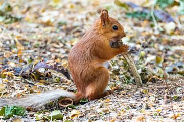 A common squirrel (Sciurus vulgaris) is sitting on the ground in the forest and gnawing on a large animal bone, teeth marks are visible on the bone, close-up.