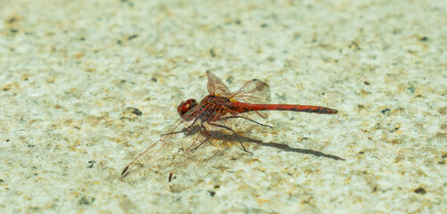 Red Dragonfly Resting on Light Stone Surface – Close-Up of Insect with Shadow

