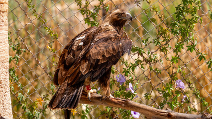 Wild Eagle Perched on a Branch in Natural Habitat