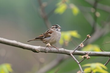 Fototapeta premium A small brown bird perched on a branch against a soft green background, showcasing its delicate features.