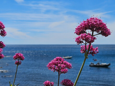 Frankreich - Strand am Mittelmeer - Pinke Bl&uuml;te vor tiefblauem Meer