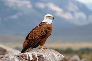 Fototapeta premium Majestic eagle perched on a rock, showcasing its stunning brown and white feathers against a serene backdrop.