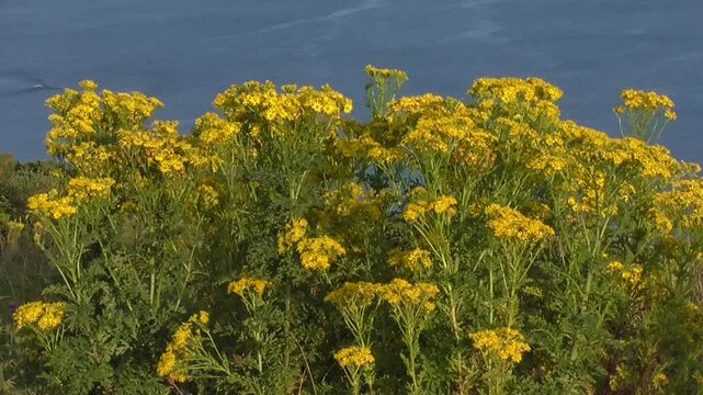 Common Ragwort Flowers (Jacobaea vulgaris) Growing on a Clifftop by the Sea in South Wales, U.K.
