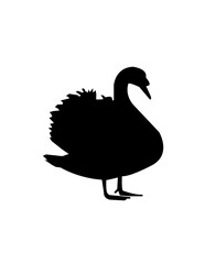 black swan on a white background