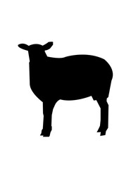 black goat