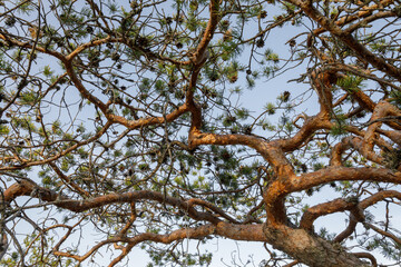 A close-up view of a pine tree's twisted branches, with pinecones visible and a clear sky in the...
