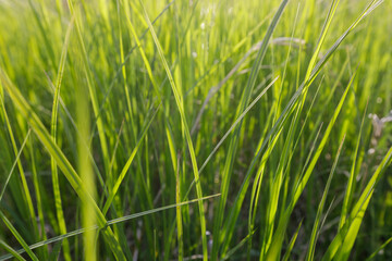 A close-up view of vibrant green grass swaying gently in the sunlight, showcasing its fine texture and freshness.