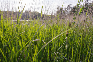 A close-up view of tall green grass and reeds in a sunny meadow, with a soft background of trees and distant water.