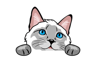 Peeking curious Siamese cat