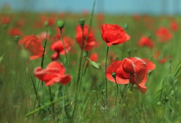 red poppy flowers in field
