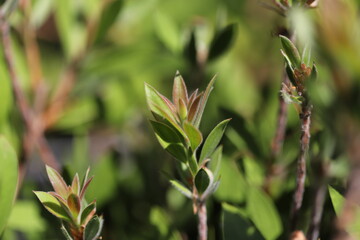 Crimson bottlebrush plant (Callistemon citrinus)
