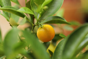 Tangerine fruit on a tree