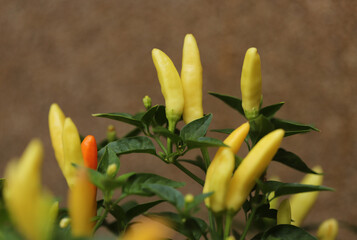 Fototapeta premium Yellow hot chili peppers in garden