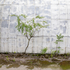 A young tree with sparse foliage grows against an old, textured concrete wall, symbolizing...