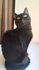 A black cat resembling a statue or figurine