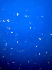 A bloom of Moon jellyfish on indigo deep blue