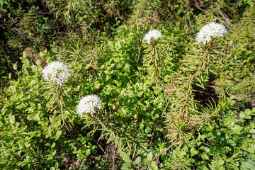 A close-up shot of multiple blooming Marsh Labrador Tea (Ledum palustre) flowers surrounded by lush green vegetation in a wetland habitat.