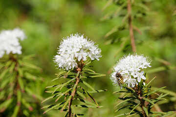 A close-up of blooming Marsh Labrador Tea (Ledum palustre) with a bee collecting nectar among white flowers in lush greenery.