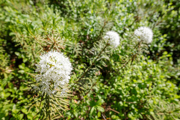 A close-up of blooming Marsh Labrador Tea (Ledum palustre) flowers with delicate white blossoms,...