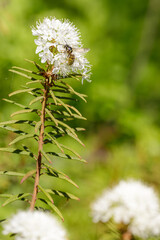 Bright white blossoms of Marsh Labrador Tea (Ledum palustre) with a small insect on the stem, growing in a sunlit boreal forest.