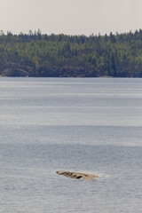 Small rocky islet emerges from tranquil blue lake water, with a dense pine forest shoreline in the...