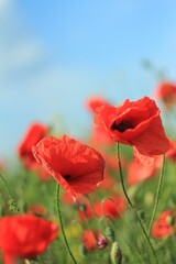 red poppy in the field
