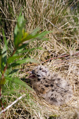 Fluffy seagull chick with speckled feathers lies in a grassy nest, blending into its natural habitat on a sunny summer day.