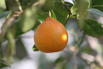 Vibrant Orange Burst: Abstract Texture Background sun fall warm bold color vivid light