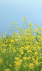 field of yellow flowers