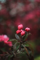 Wild pink apple tree blossom 