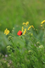 red poppy flowers in a green field 