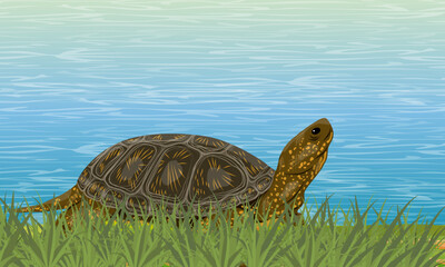Marsh turtle walking on tall green grass on the lake shore. Realistic vector landscape