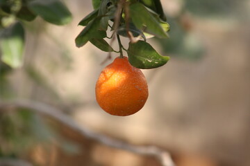 Vibrant Orange Slices: Juicy, Refreshing Citrus Burst food ripe tart diet fruit drink image