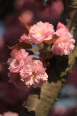 Pink sakura blossom in the garden 
