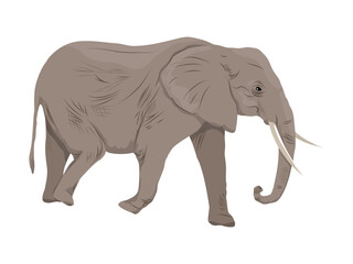 African elephant. Realistic vector animal of Africa