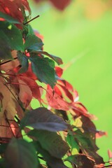 Fototapeta premium red and green leaves