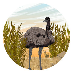 Round composition. Australian emu walking on dry grass. Realistic vector landscape