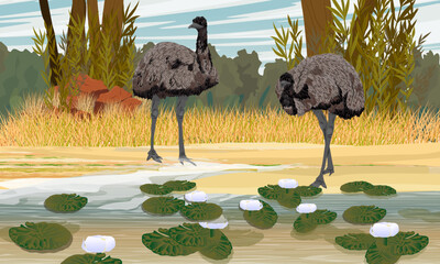 A pair of Australian emus walk along the shore of a pond with water lilies. Realistic vector landscape