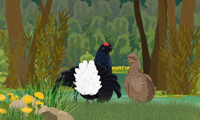 Male and female black grouse standing on the shore of a small forest lake. Realistic vector landscape