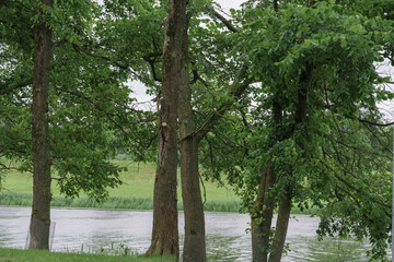 Leafy Trees by the Waterfront