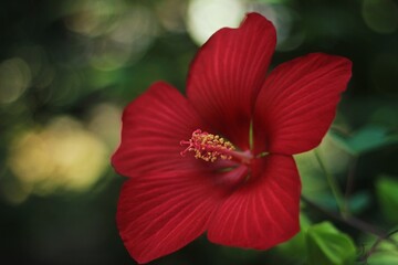 red hibiscus flower
