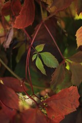 autumn leaves on the ground