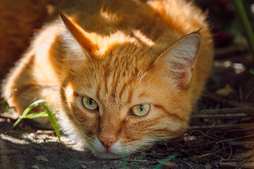 Ginger cat relax in backyard garden. Furry orange cat close up outdoor