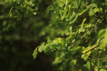 close up of green leaves