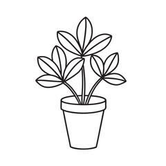 line art of  beech  small indoor plant on the white background 
