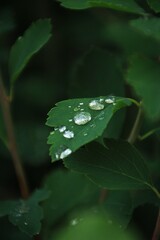 green leaf with water drops