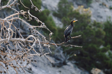 Great black cormorant or black swag bird sitting on branch