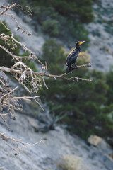 Great black cormorant sea bird sitting on dry branch
