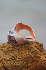 seashell on the beach